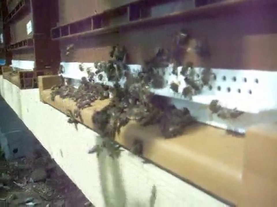 Baston abeilles (ruche Delta)