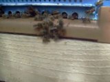 Baston abeilles (ruche Cheminette)