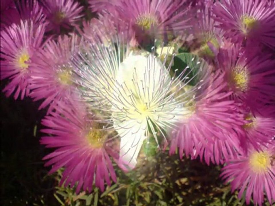 Nesrin Sipahi-Biraz Kül Biraz Duman