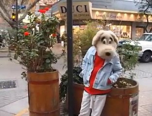 Molotov - Perro Negro