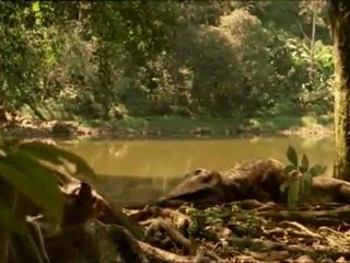 Marche avec les animaux - Le triomphe des mammiféres p1