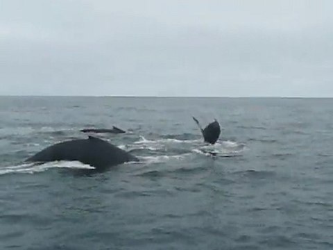 Monterey Whale Watching: Humback Whales dive
