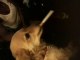 Vidéo chien qui fume une cigarette - fun !!!