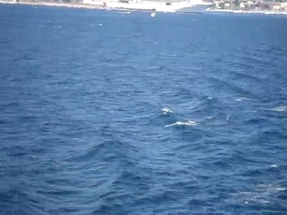 10 video dauphins