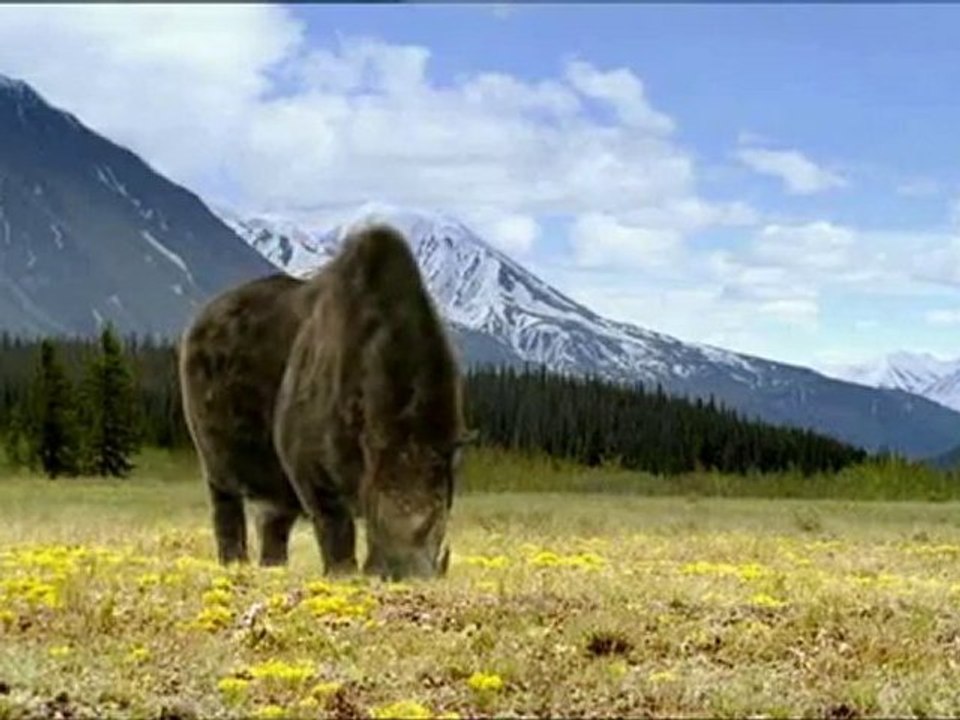 Marche avec les animaux - Un singe pas comme les autres p3