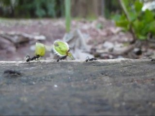 Fourmis porteñas