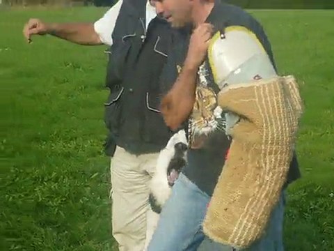 Benji lords of the white shepherd - entrainement RCI