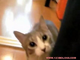 mon chat joue a 1, 2, 3 soleil - boloss