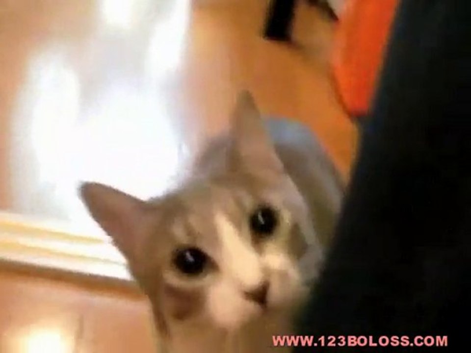 mon chat joue a 1, 2, 3 soleil - boloss