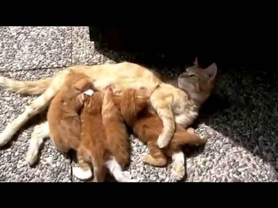 Micini 2010 - Uno spasso a vederli