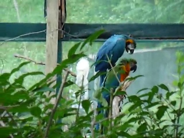 PARROT HOUSE