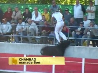 Finale de course Camarguaise à Noves