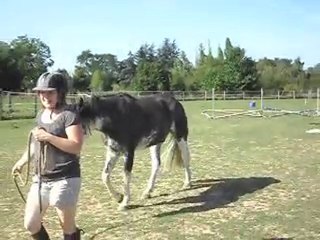 HASTA LUEGO, Cheval CRIOLLO ARGENTIN. SDC12901