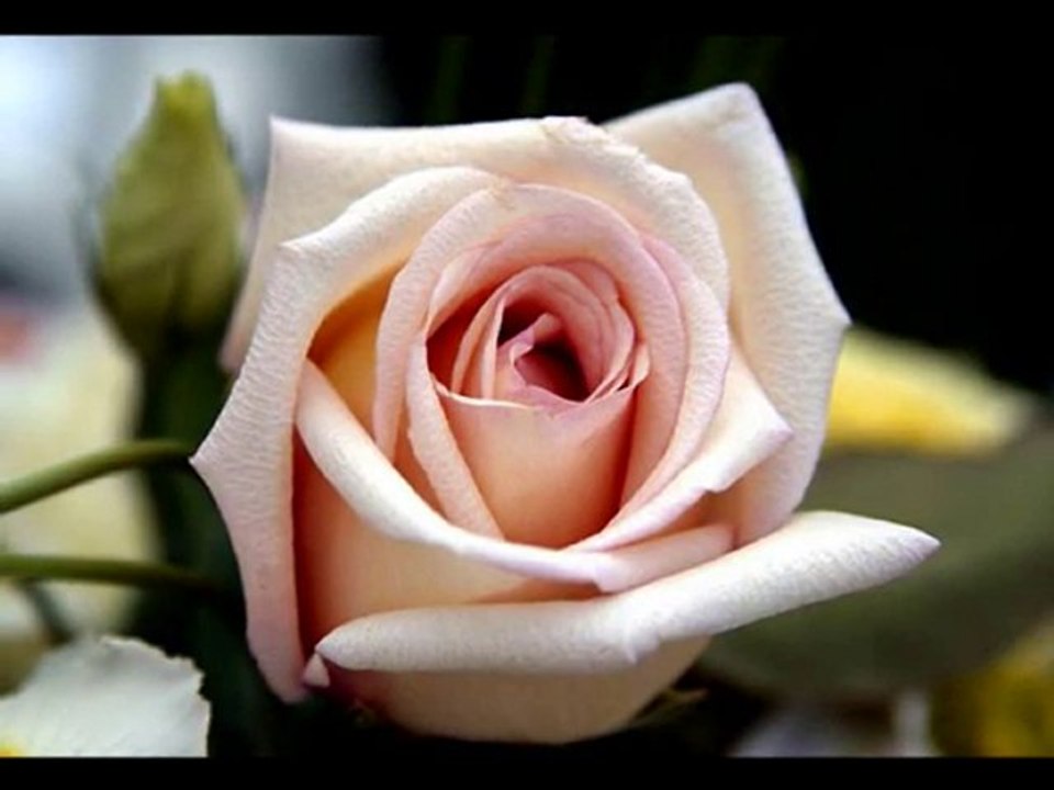 Allah Desin - Celaleddin Ada