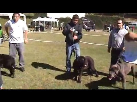 EXPO CACHORROS SOMAN 2010 - AMAYA CAL SUBIRATS (MANCHITA)3-3