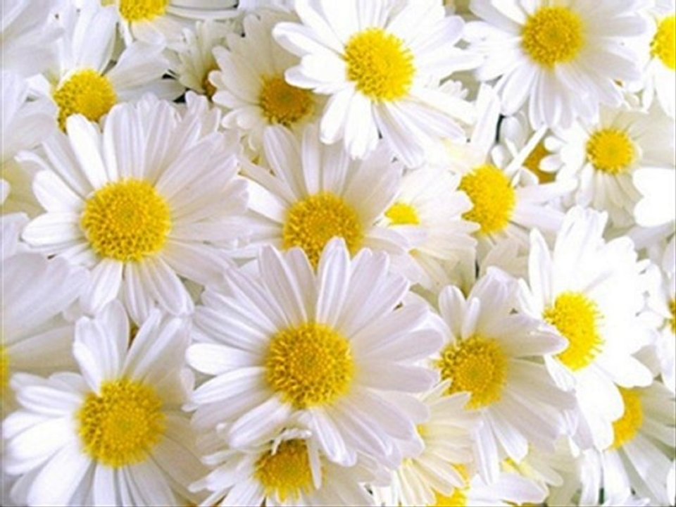 Şecaattin Tanyerli - Papatya Gibisin