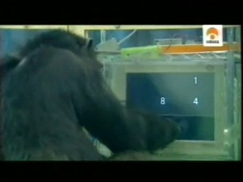 Cerebro de chimpance: Capacidades cognitivas