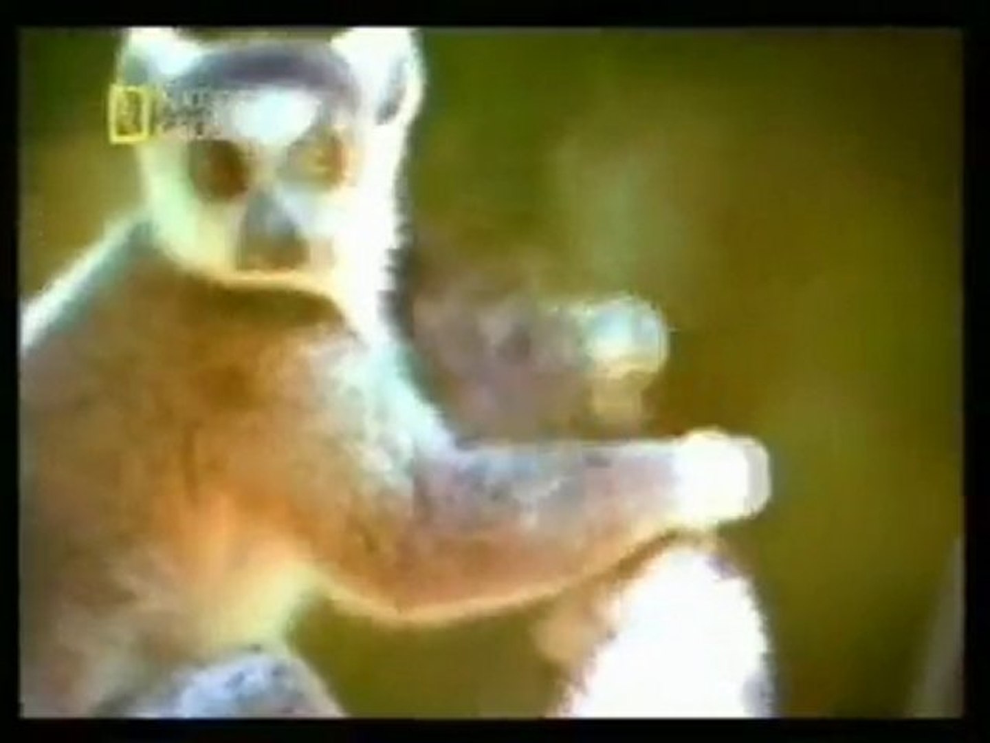 Vida sexual del lemur de cola anillada