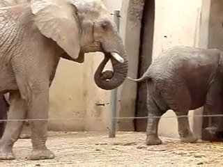 Un éléphant qui mange...