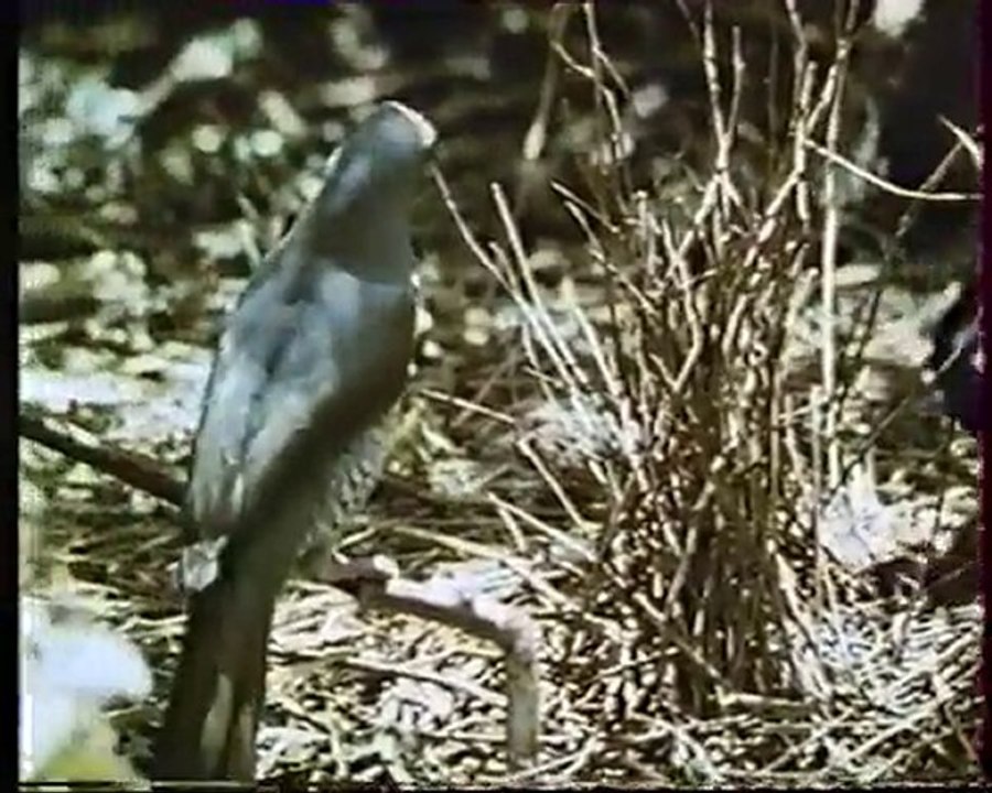 Les inventions de la vie 24 : La patience du macho à plume 2