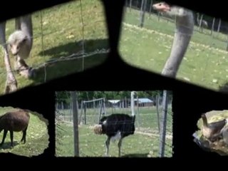 ptit reporter provençal,de ferme en ferme,Drôme,animaux