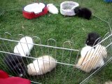 MOV03224 bébés lapins béliers angora teddy