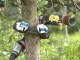 Un robot serpent qui grimpe aux arbres