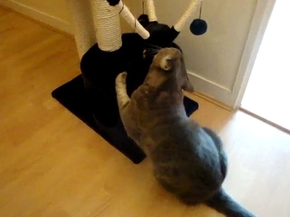 crazy cat