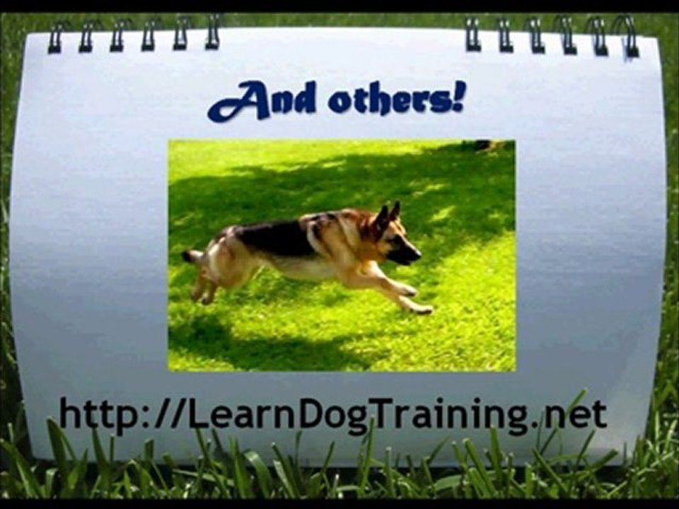 Stop Dog Chasing
