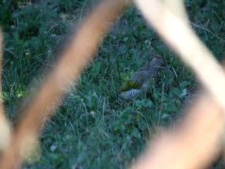 Oiseaux un Pic vert