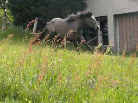 Titien, Lusitanien de 3 ans