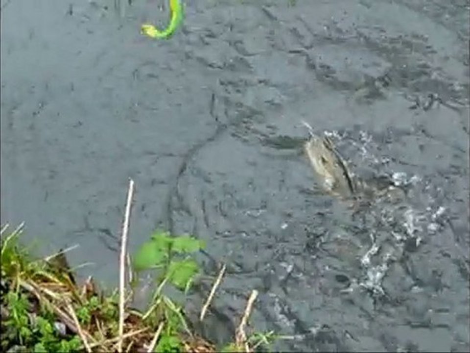 Kawara Baits Fanatix