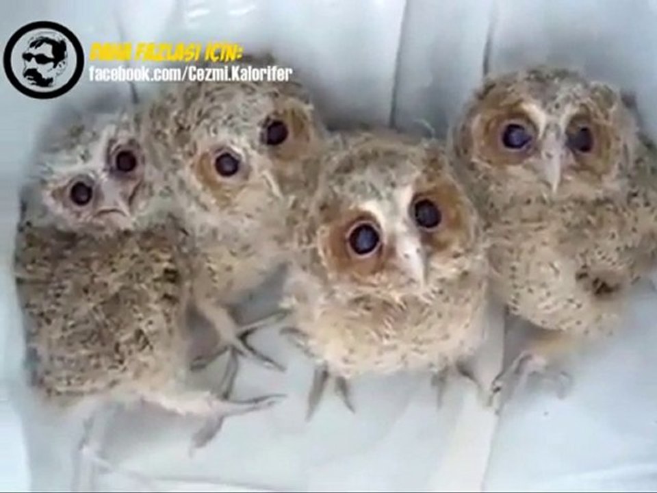 Korkuyoruz Reis [HQ]