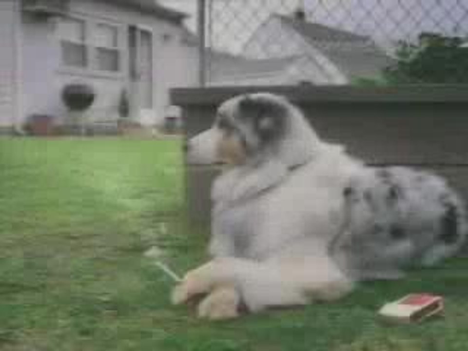 Chien qui fume très très bon