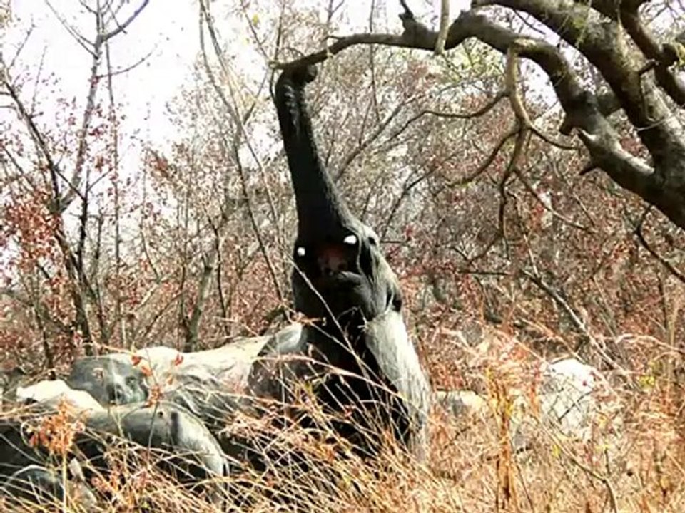 Photographs of Elephants [Photograph of Elephant]