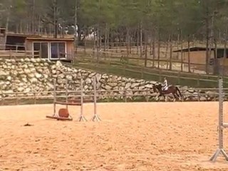 cheval etranger a la vente