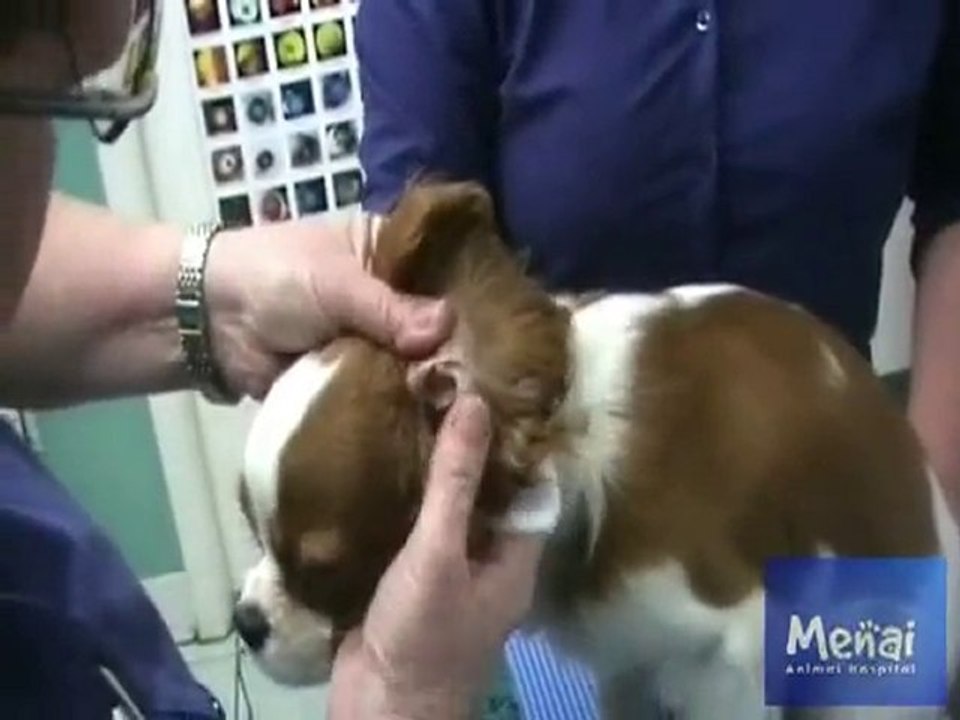 Menai Vet - Dog Ear Clean