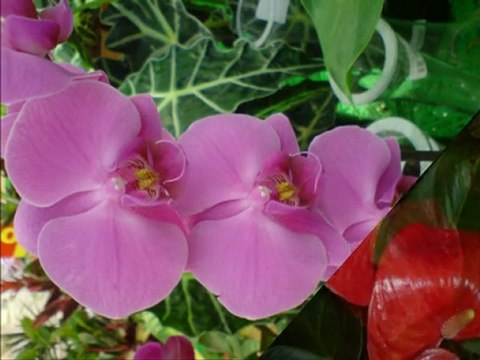 Muzaffer Akgün-Hastane Önünde İncir Ağacı