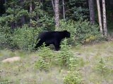 Ours noir - Canada / Rocheuses