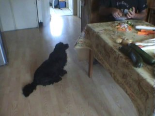 Notre chienne Penny et les légumes crus.