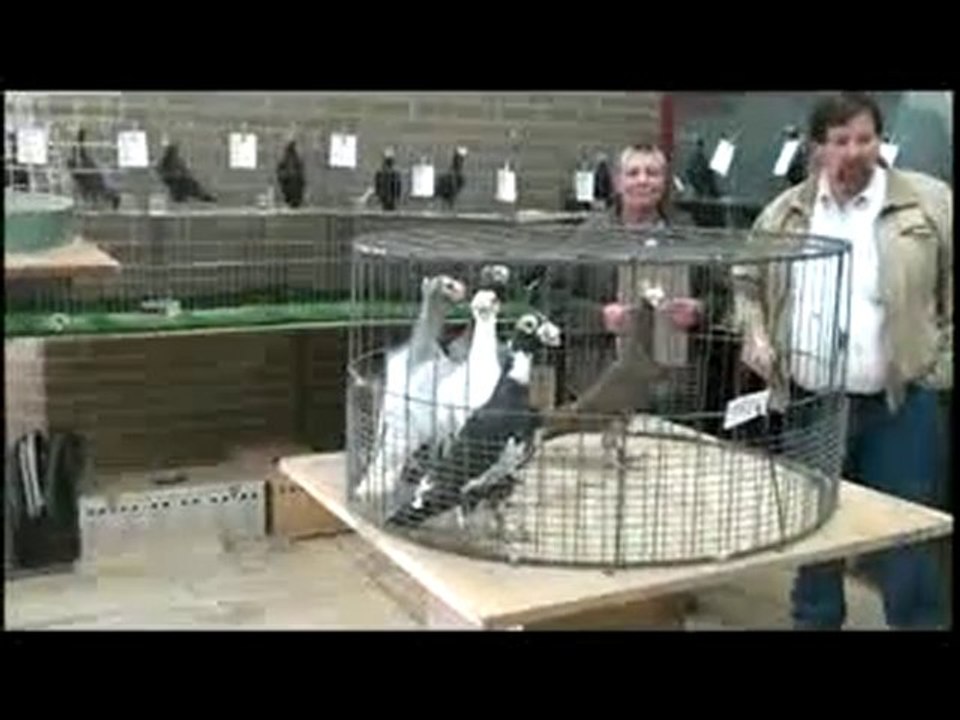 bağdadı güvercin festivali 1 www.guvercinrehberi.com