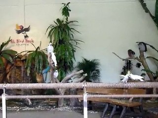 perroquets discrets