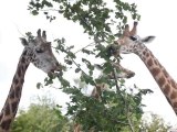 Zoo de Maubeuge : Le repas des girafes