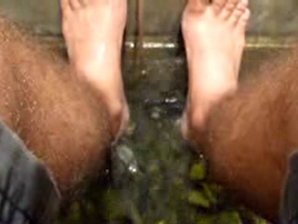 Poissons mange-pieds