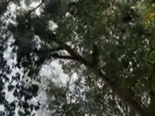 Predator i przyjaciele