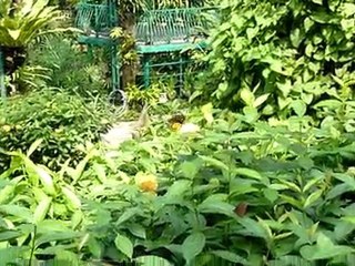 papillons 2