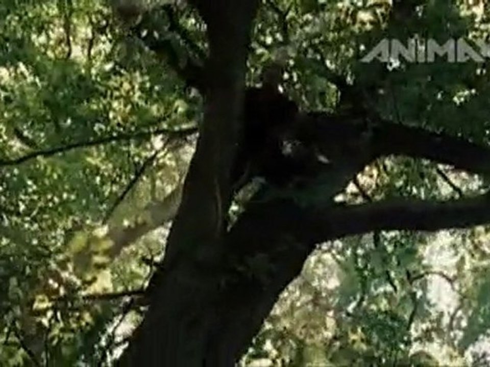 Robin Hood – Trailer (HD)