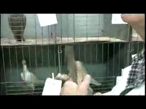 bağdadı güvercin festivali 2 guvercinrehberi.com