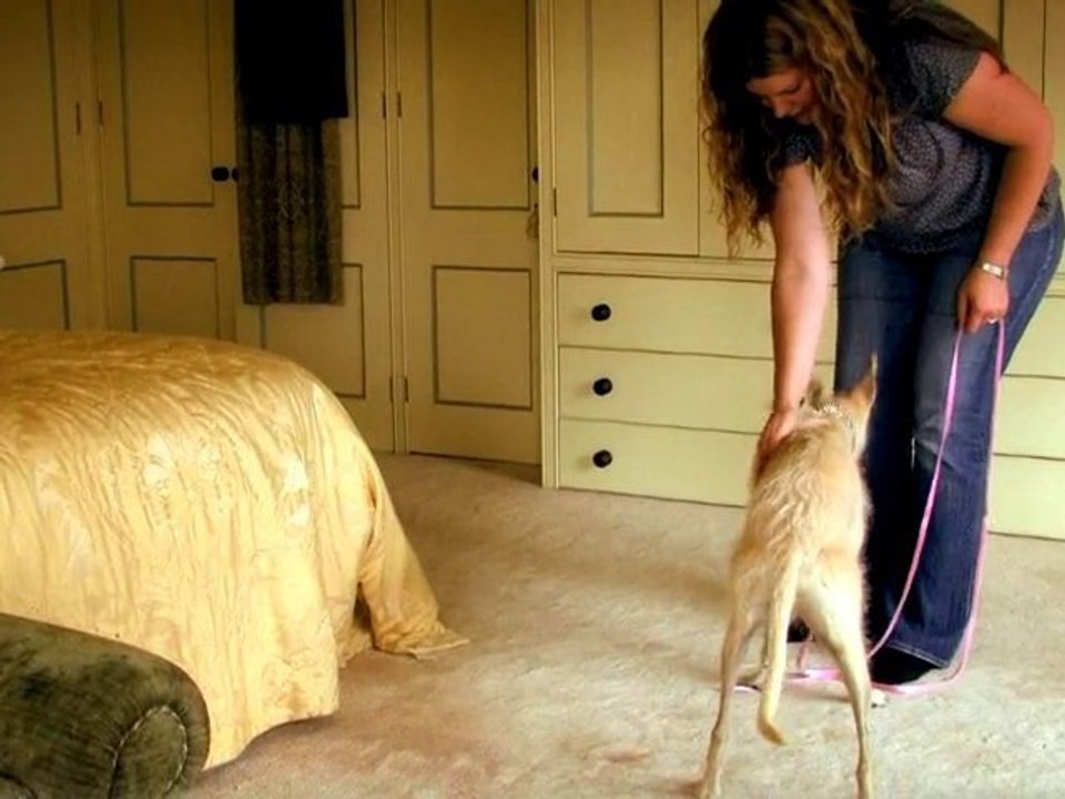 Dog Training Made Easy: Off the furniture