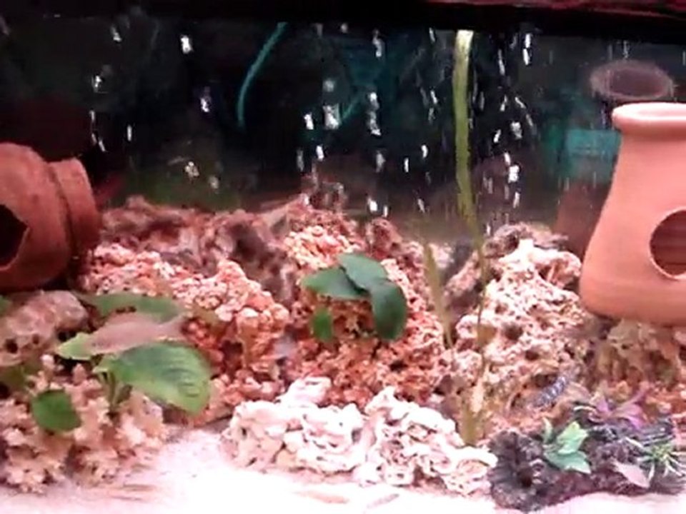 MOV09481